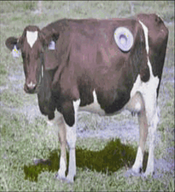 SNIDE - A Cow For Lil (PD) ROM
